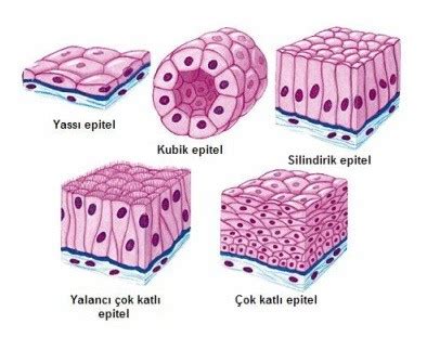Yassı epitel hücresi nedir